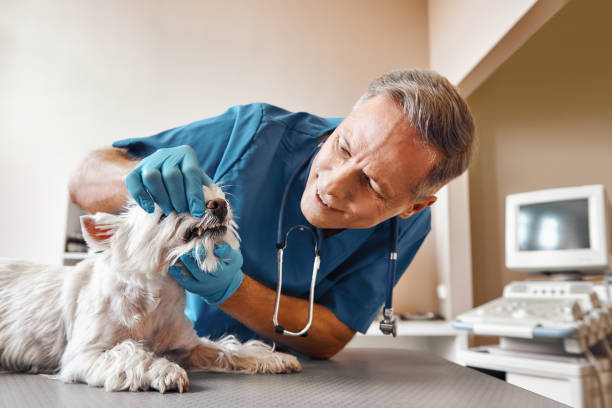 Best Emergency Dental Care for Trauma or Injury in Hayfield, VA